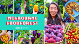 Melbourne Foodforest